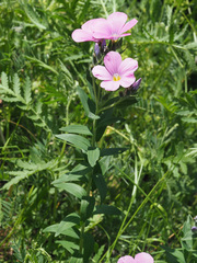 Linum hypericifolium