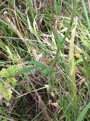 Callirhoe involucrata