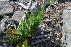 Polystichum scopulinum