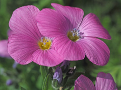 Linum hypericifolium