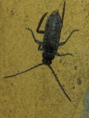 Trichoferus holosericeus
