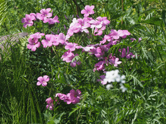 Linum hypericifolium