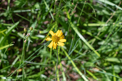 Helenium bigelovii