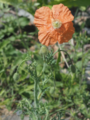 Papaver fugax