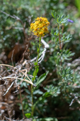 Senecio triangularis