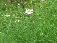 Aster incisus