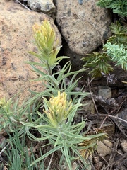 Castilleja pilosa