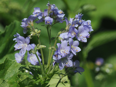 Polemonium caucasicum