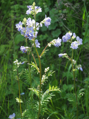 Polemonium caucasicum