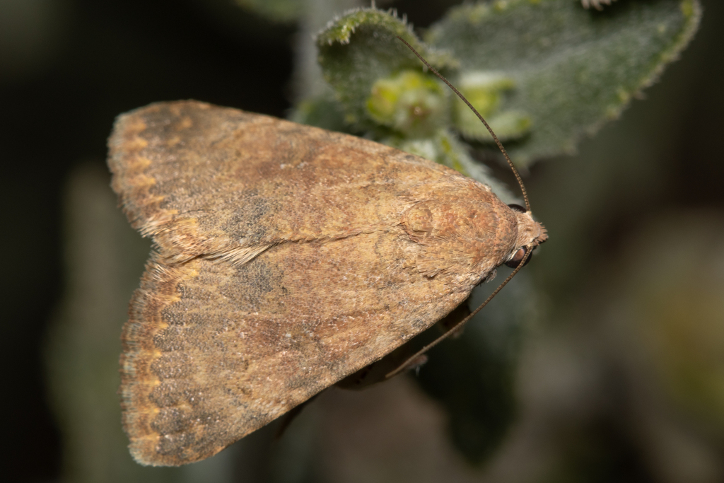 Metopoceras philbyi
