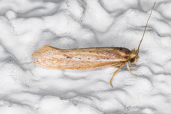 Ypsolopha sp-sw