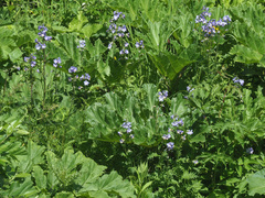 Polemonium caucasicum