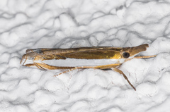 Crambus sperryellus