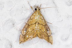 Scybalistodes periculosalis