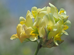 Medicago glomerata
