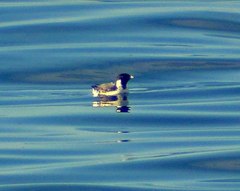 Synthliboramphus antiquus