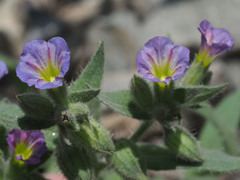 Nonea versicolor