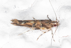 Pyroderces