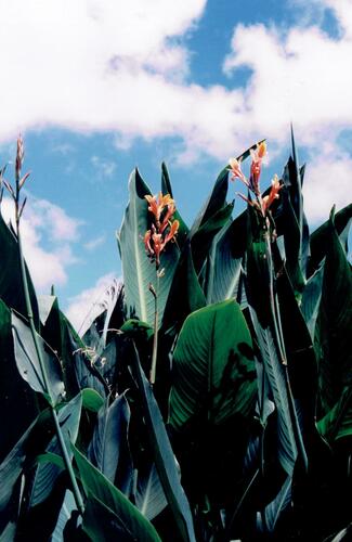 Canna indica