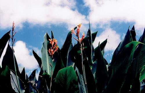 Canna indica
