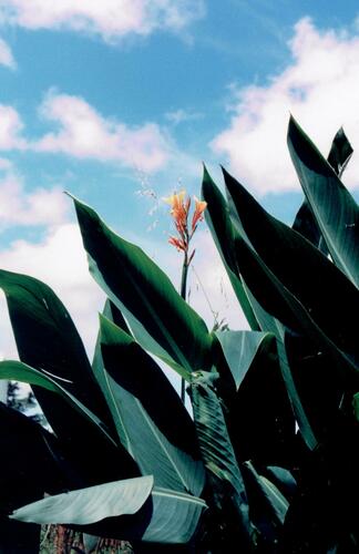 Canna indica