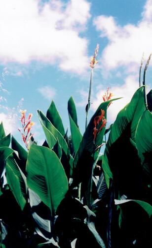 Canna indica
