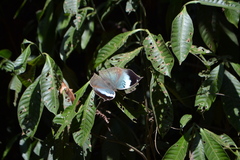 Kallima horsfieldii
