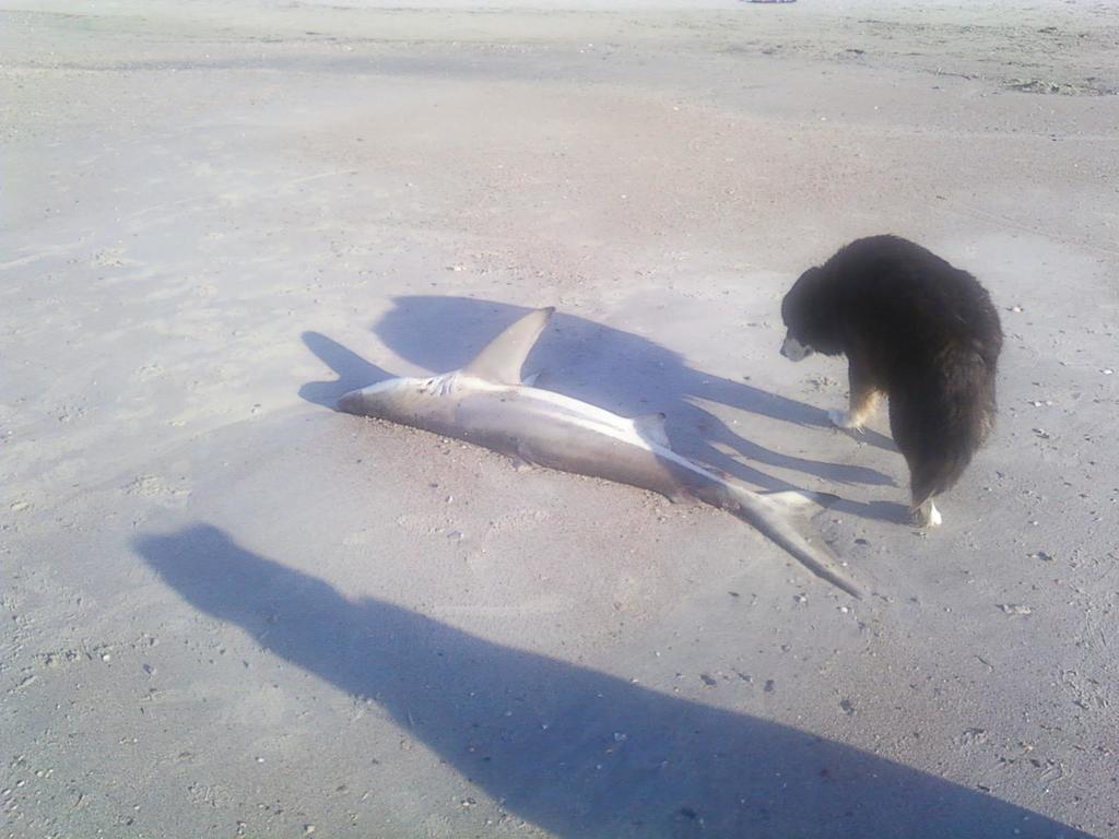 Common Blacktip Shark in May 2014 by swalmsley · iNaturalist