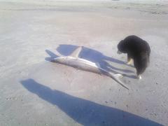 Carcharhinus limbatus