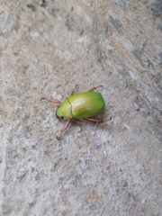 Chrysina sallaei