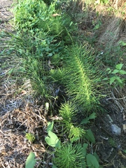 Equisetum telmateia telmateia
