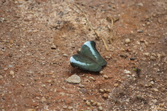 Dophla evelina