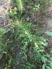 Equisetum telmateia telmateia