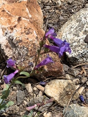 Penstemon azureus