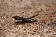 Dophla evelina
