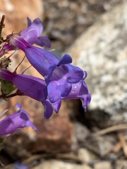 Penstemon azureus