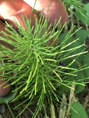 Equisetum telmateia telmateia