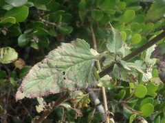 Scrophularia villosa