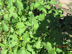Solanum retroflexum