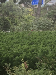 Pycnonotus sinensis sinensis