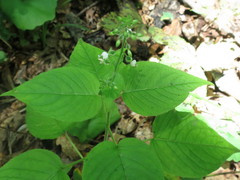 Circaea cordata