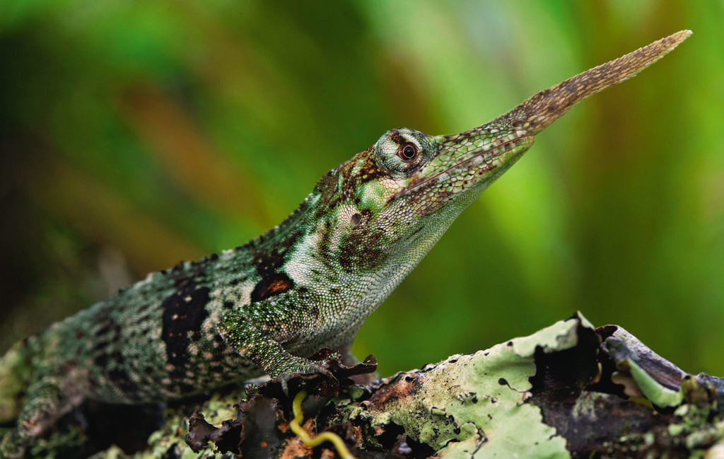 Horned Anole