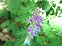 Vicia amurensis