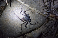 Phrynus whitei