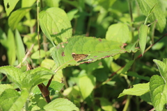 Taractrocera ceramas