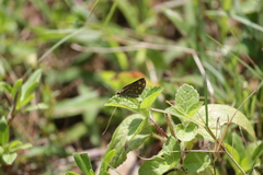 Taractrocera ceramas