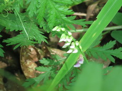 Vicia amurensis