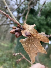 Concord Oak (Quercus concordia)