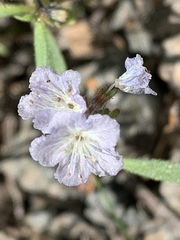 Phacelia pringlei