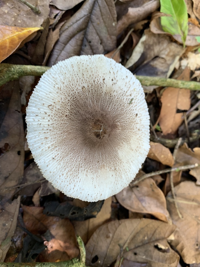 Chlorophyllum tenue